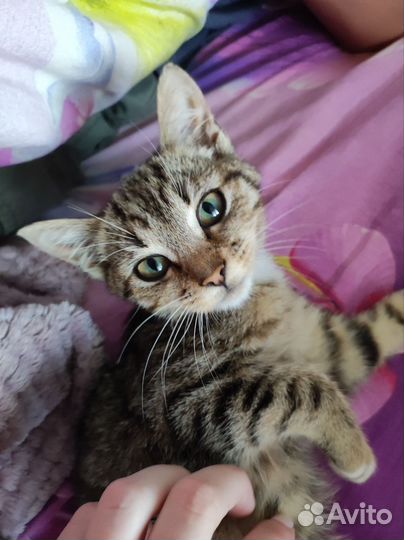 Ищет дом котенок