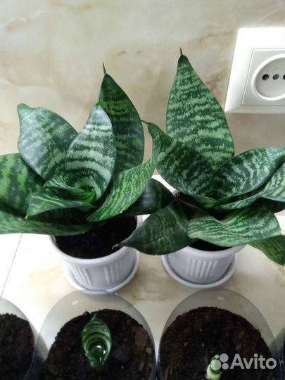 Сансевиерия Хана