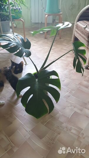 Цветы домашние в горшках