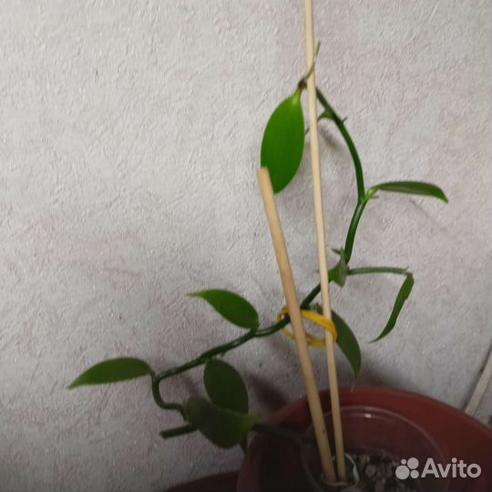 Орхидея ваниль