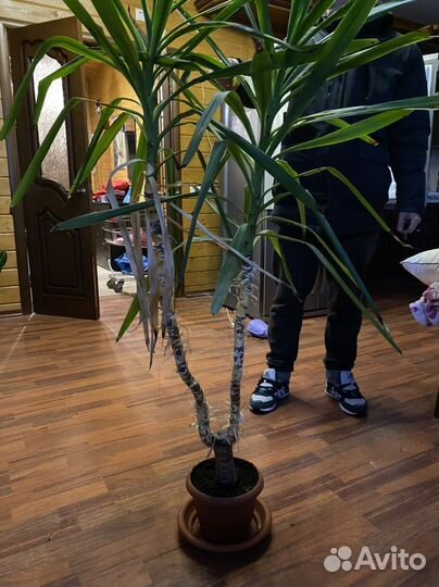 Цветок комнатный, пальма