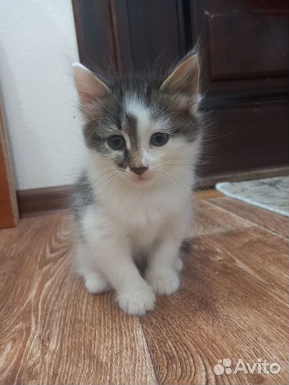 Отдам котят