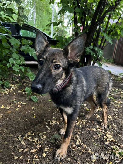 Метис овчарки девочка