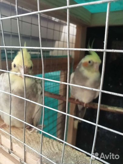 Обмен или продажа попугаев