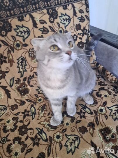 Вислоухая кошечка бесплатно