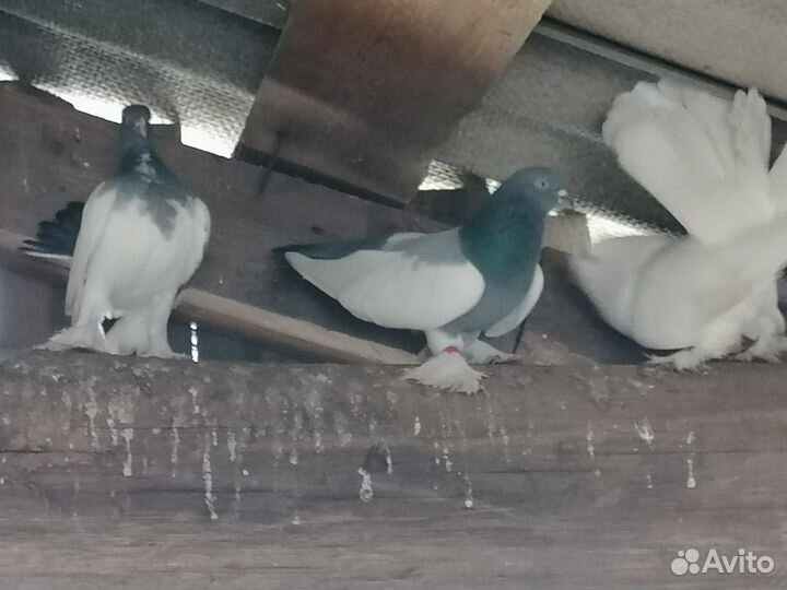 Голуби статные