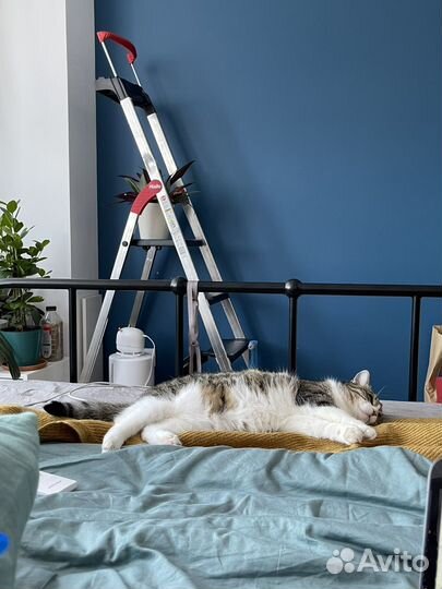 Домашняя передежка животных