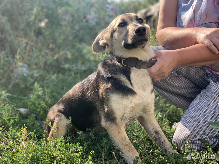 Щеночек Тарочка в добрые руки
