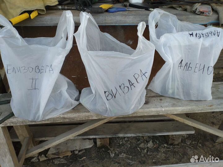 Рассада клубники