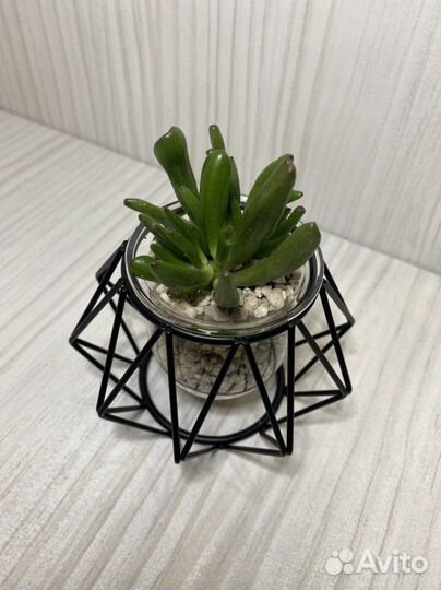 Интерьерное Кашпо с суккулентом