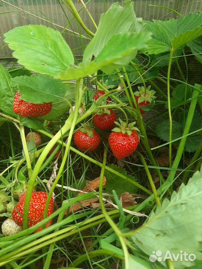 Рассада клубники, сорт Хоней, сильная корневая