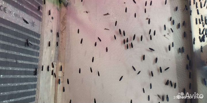 Яйца чёрной львинки