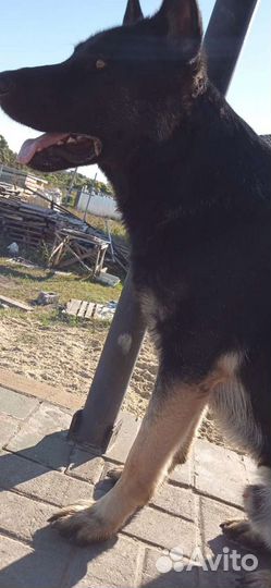 Восточноевропейская овчарка для связки