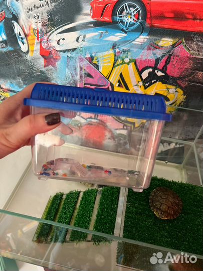 Черепашка с приданным