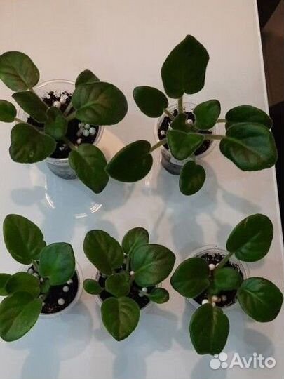 Детки фиалки нд уральские самоцветы