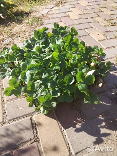 Рассада клубники клери