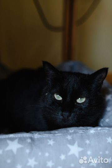 Нора в добрые руки