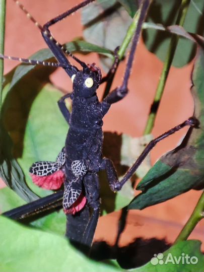 Перуанские (кордильерские) палочники