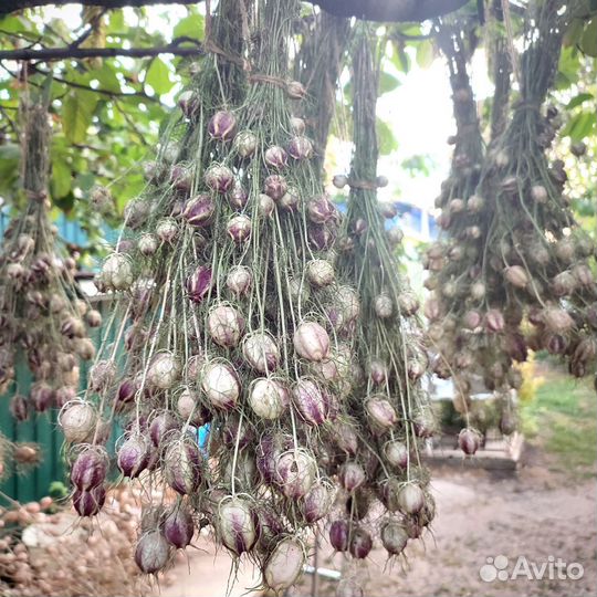 Букеты сухоцветов Нигелла черный тмин