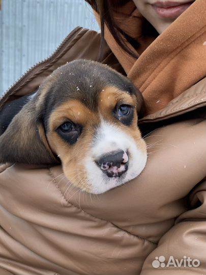 Вязка Бигль (кобель)