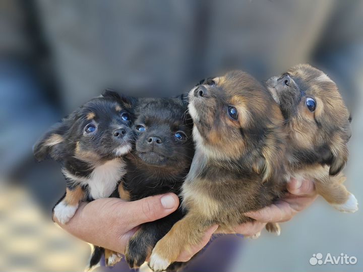 Щенки чихуахуа длинношерстные