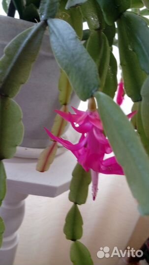 Цветок Декабрист