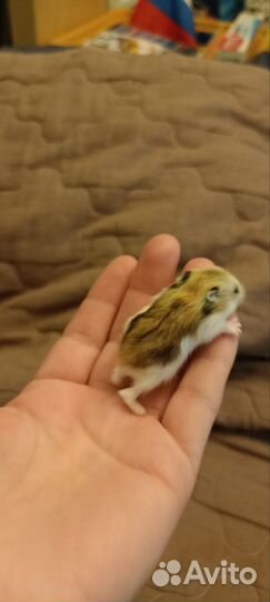 Джунгарский хомяк