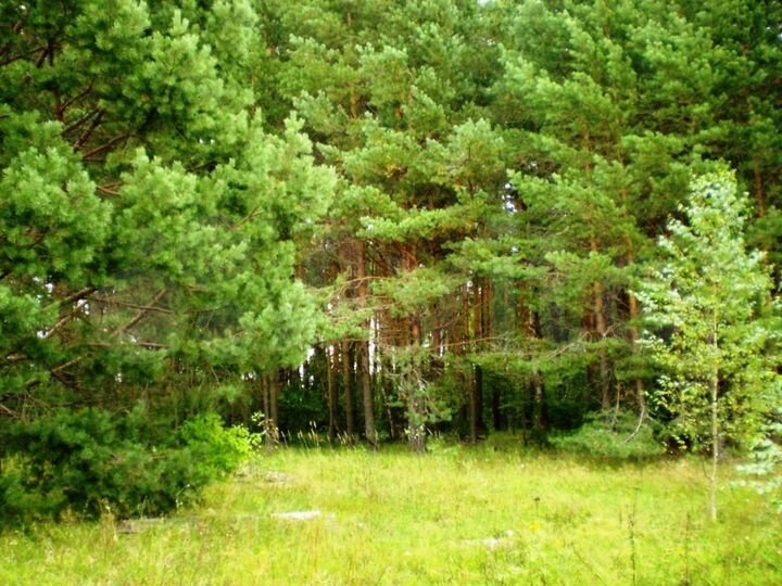 Участок 12 сот. (ИЖС)