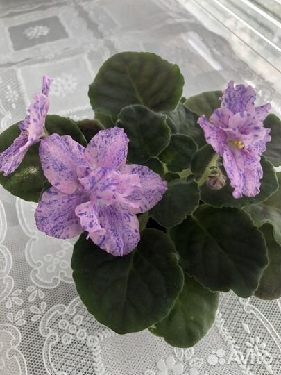 Фиалки сортовые,цветущие и детки