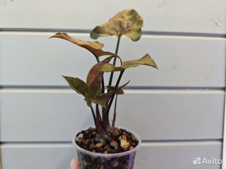 Сингониум Aron brown шоколадный