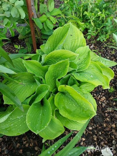 Хоста растение