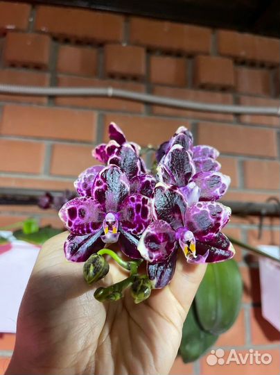 Орхидея фаленопсис