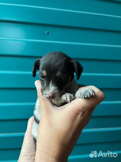 Щенки от маленькой собачки