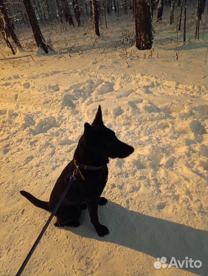 Черный пес в добрые руки