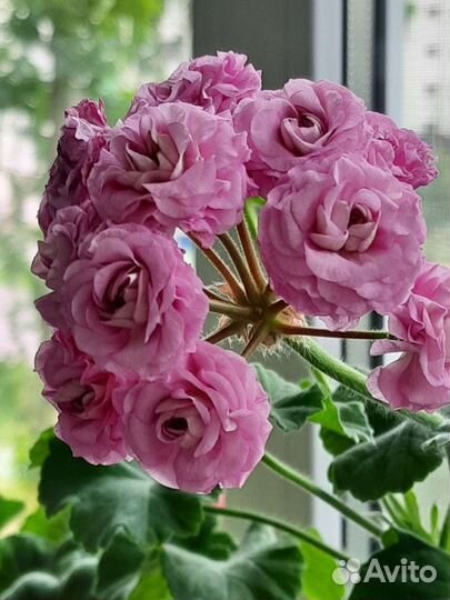 Пеларгония Ю Царская невеста и Настасья Филипповна