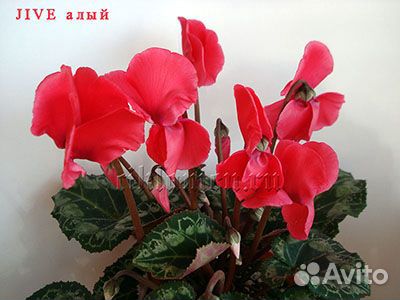 Цикламены
