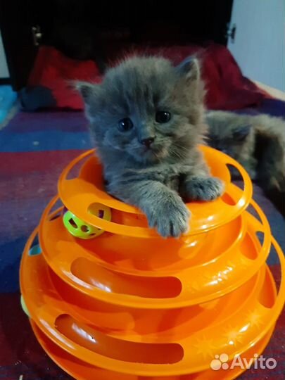 Веселые котята