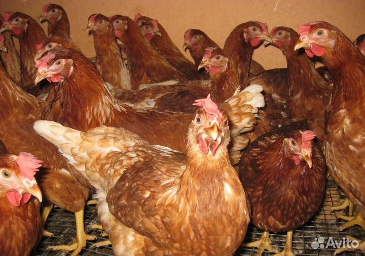 Курицу, молодку,несушку,бройлер, утку