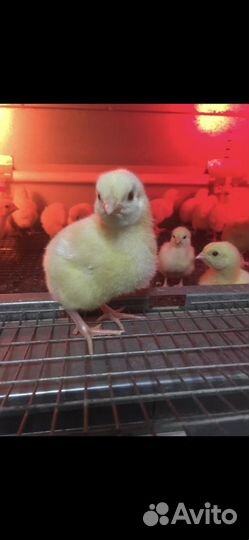 Бройлер Росс 308