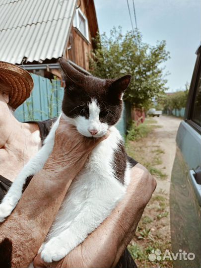 Особенный котик