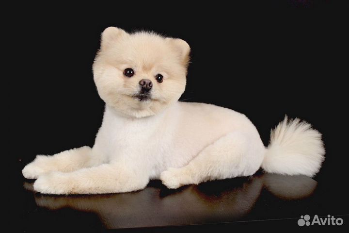 Стрижка животных