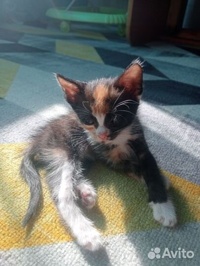 Кошка сфинкс бесплатно