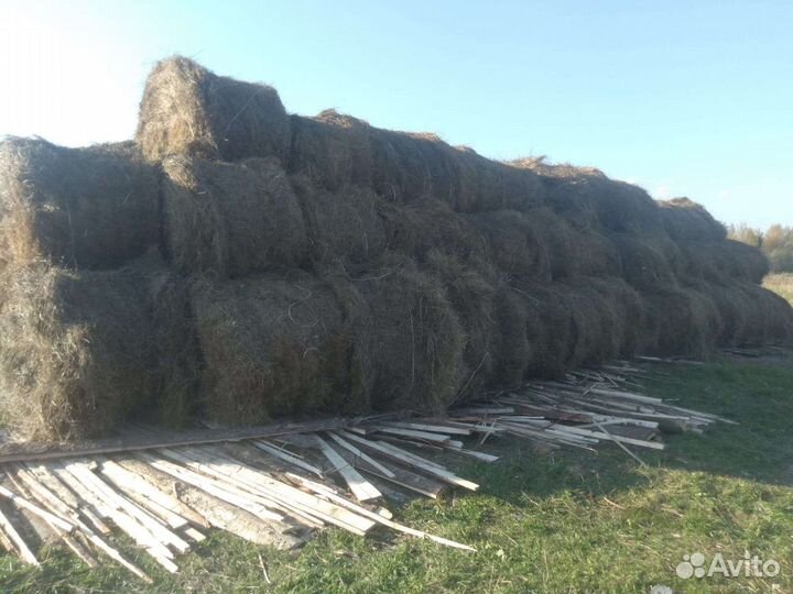 Продам сено в рулонах
