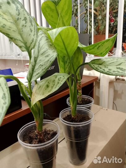 Аглаонема сильвер бей