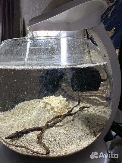 Аквариум с рыбками бу