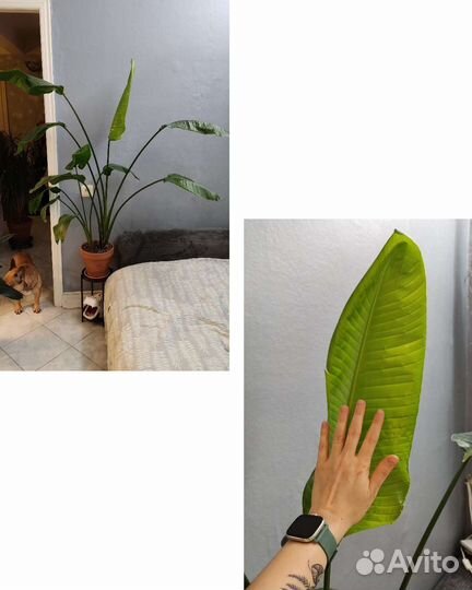 Фикус, Стрелиция