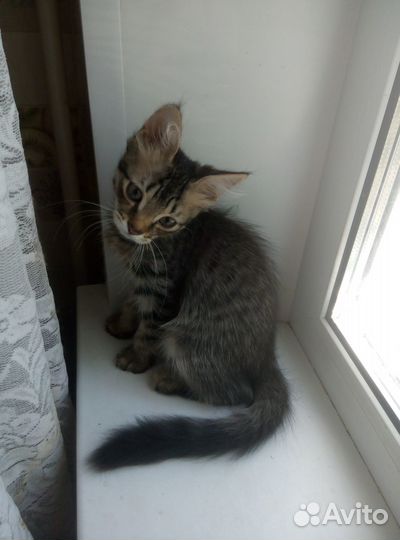 Котяши-крепыши