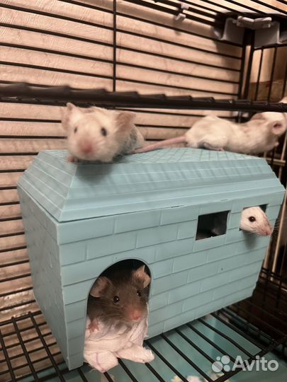 Мышь декоративная