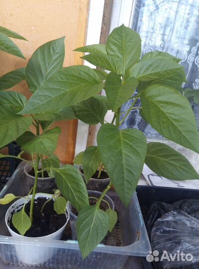 Рассада перцев