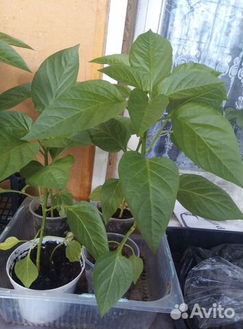 Рассада перцев